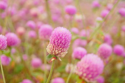 Close-up of pink flowering plant on field