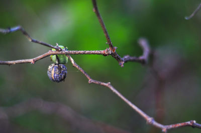 Close-up of berries growing on tree