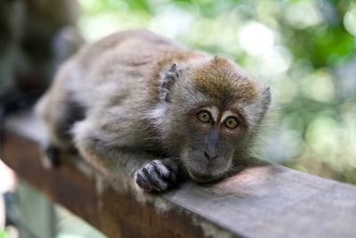 Close-up portrait of monkey