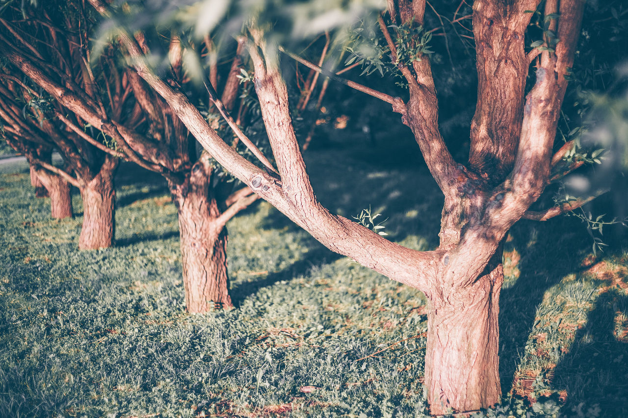 CLOSE-UP OF TREE ON FIELD