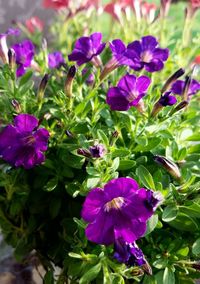 Close-up of purple flowers blooming outdoors