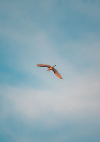 Low angle view of bird flying in sky