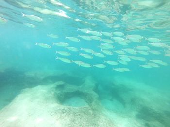 School of fish swimming in sea