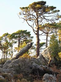 tree