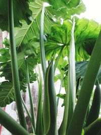 Close-up of fresh green plant