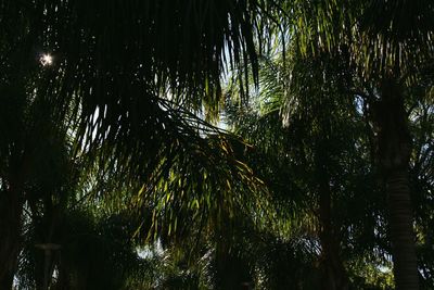 Low angle view of palm trees in forest
