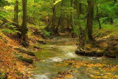 Stream flowing amidst trees in forest during autumn