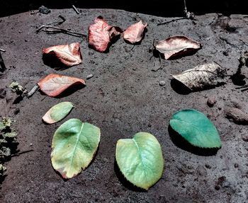 High angle view of leaves on land