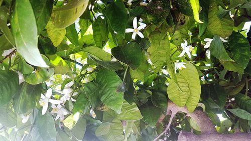 Close-up of green leaves on plant