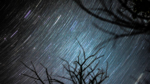 Bare trees in the dark