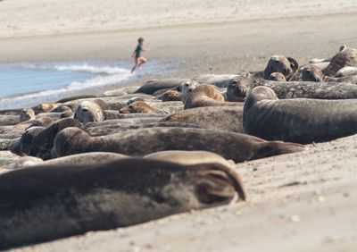 Seals at beach