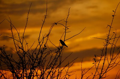 Silhouette bird perching on branch against sky during sunset
