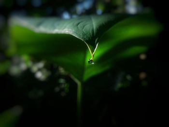 Close-up of water drops on plant