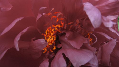 Close-up of flower blooming outdoors