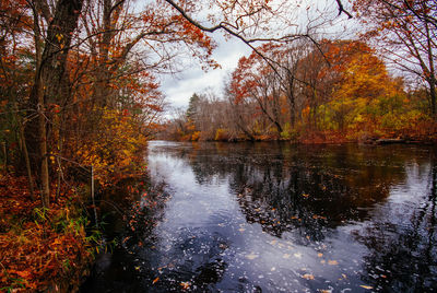 River amidst trees in forest during autumn