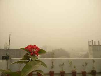 Close-up of red rose blooming against clear sky