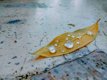 High angle view of raindrops on leaf