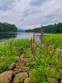 Plants growing on field by lake against sky