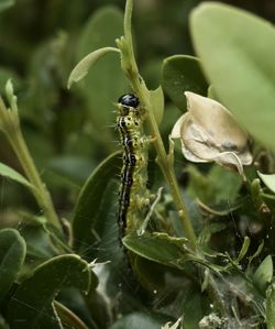 Close-up of insect on leaf