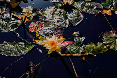 Close-up of water lily amidst leaves in lake