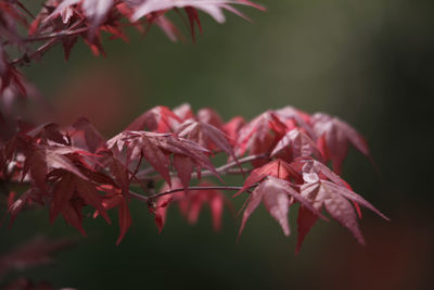 Close-up of red flowering plant against blurred background