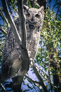 Low angle view of owl perching on tree