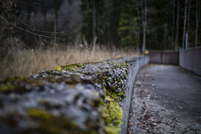 Close-up of moss growing on rock