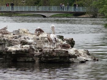 Swans on river by bridge