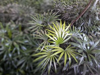 High angle view of fresh green plant
