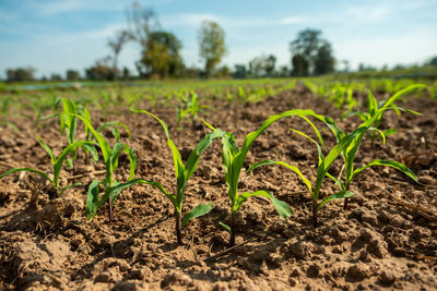 Plants growing on field