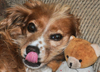 Close-up portrait of dog