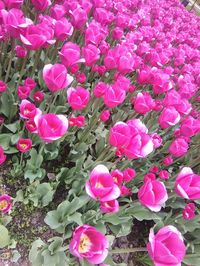 Close-up of pink flowers