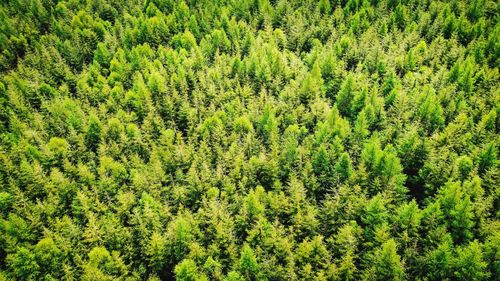 High angle view of pine trees in forest