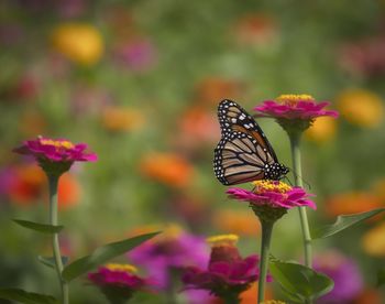 Close-up of butterfly pollinating on pink flower