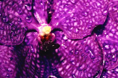 Macro shot of water drops on flower