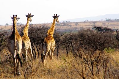 View of giraffe on field against sky