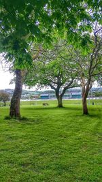 Trees on grassy field in park