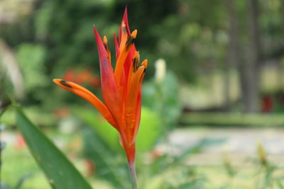 Close-up of orange flower