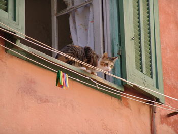 Cat sleeping on window