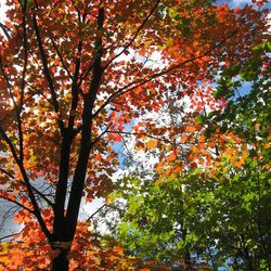 Low angle view of trees