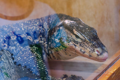 Large lizard monitor lizard. photo through the glass