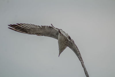 Low angle view of bird flying against clear sky