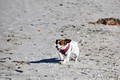 Dog looking away on sand