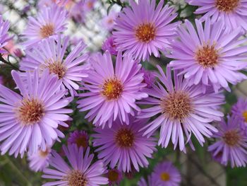 Close-up of pink flowering plants