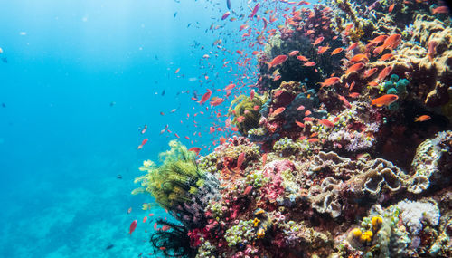 View of fish swimming underwater