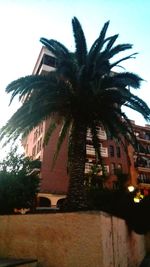 Low angle view of palm trees against building