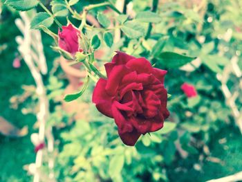 Close-up of red rose blooming outdoors