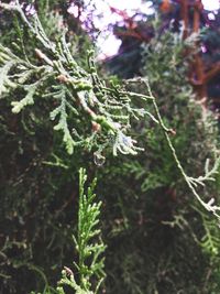 Close-up of pine tree during winter