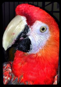 Close-up of parrot