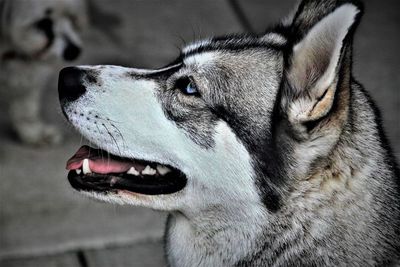 Close-up of dog looking away